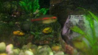 5 PIRANHA MIXED WITH 40 TETRA FISH AMAZING [upl. by Pillsbury]