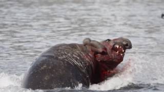 elephant seal fight [upl. by Adiel588]