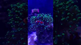 Clownfish Pair Hosing Frogspawn Coral aquarium coraltank nemo coralreeftank fish coralreef [upl. by Mavis746]