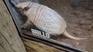 Brillo the Armadillo at The Reptarium on 11122022 [upl. by Naugal177]