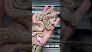 Recessive Mutation in Ball Pythons Heterozygous VS Homozygous genetics snakemorphs morphs [upl. by Hardwick]