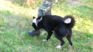 08092014 Karelian Bear Dog [upl. by Dolhenty]