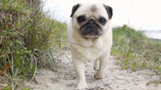 Rescued Pugs On The Beach with Tommy Franklin salty rain  Pugs SOS [upl. by Bennie]