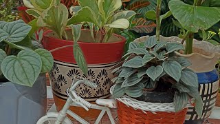 peperomia obtusifolia how to care tips and tricks 🌿👌 [upl. by Susanna640]