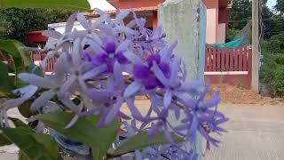 How to grow Lovely Sandpapaer VinePetrea Volubilis  how to grow and care [upl. by Anaehr]