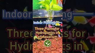 Three plants for Hydroponics in an Aquarium shortvideo plants howto youtubeshorts agriculture [upl. by Zusman159]