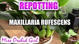 Repotting Maxillaria Rufescens Orchid [upl. by Ellehcim]