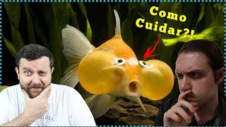 Como CUIDAR de peixes kinguios BOLHAS e TELESCÓPIOS [upl. by Tiertza]