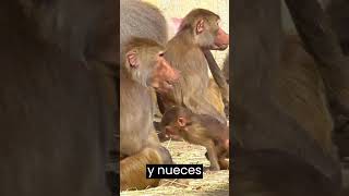 SABIAS QUE LOS MACACOS MONOS 🐒🐒MUNDO SORPRENDETE [upl. by Mcgurn]