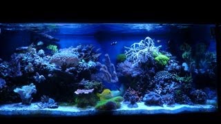 Coral Reef Fish Aquarium 75 Gallon HD Saltwater Tank Update [upl. by Ahsener]