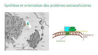 Maturation et adressage des protéines dans la cellule [upl. by Aral]