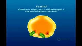 Candisol the Gentle Yeast Killer Instantly Cure Candida [upl. by Nitsreik367]