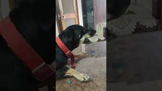 comedy funny fun bollydog jokes doglover gsdofig funnydog labrador gsds [upl. by Yraunaj]