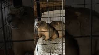 Watch These Playful Groundhogs Dig Snuggle and Explore [upl. by Pantheas]