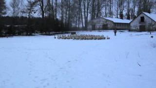 sheltie herding geese [upl. by Iveel]