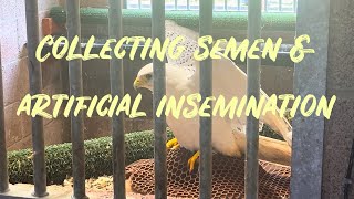 Collecting Falcon Semen amp Artificial Insemination [upl. by Weldon872]