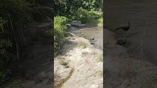 Majestic Peafowls by the Waters Edge 🦚 Wildlife shorts [upl. by Sylvie]