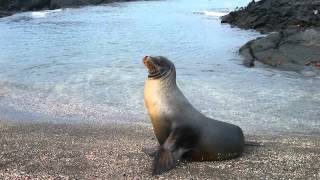 Sonido de Foca  Sonidos de Animales para Niños [upl. by Latonia]