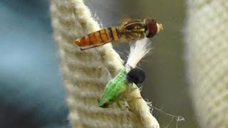 Planthopper Nymph with an extruding wasp larva Dryinid and a hover fly Toxomerus politus [upl. by Erlina]