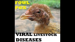 fowl pox POULRTY DISEASES [upl. by Knowle]