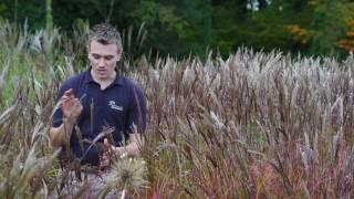 Miscanthus sinensis Red Chief  why its our favourite [upl. by Fe631]