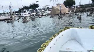 Dinghy ride in Monterey harbor [upl. by Ettennad724]