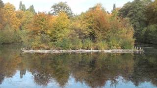 hamburg friedhof ohlsdorf herbstbilder [upl. by Manvel]