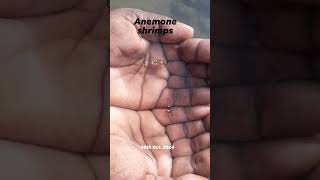 Anemone shrimps 20th Oct 2024 marine park JamnagarGujarat guide 8200420297 [upl. by Sinai]