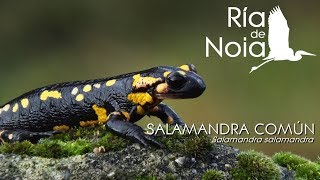 Salamandra común Píntega Salamandra salamandra Monte Iroite Lousame Ría de Noia [upl. by Niela]