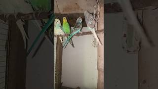 Baazigar Pakhi video update music budgiegar parrot birds video [upl. by Brittaney765]