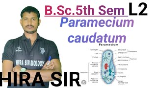 BSc5th semester paramecium trochocystermicronucleusmorphological hira biology by Hira sir [upl. by Moffit]