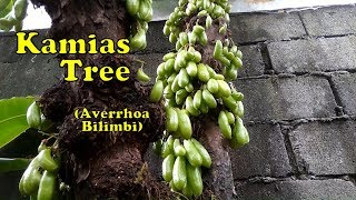 Kamias Tree  Averrhoa bilimbi [upl. by Ramedlab442]