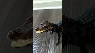 Dwarf caiman handling inside the house [upl. by Suicul]