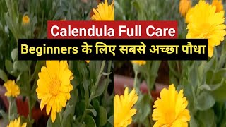 Calendula Plant Full Care Tips केलेंडूला पौधे की देखभाल shyamagardennvlog [upl. by Keyser533]