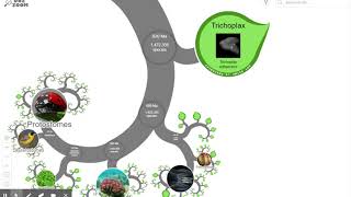 OneZoom Tree of Life Explorer  Evolution [upl. by Nahsab]