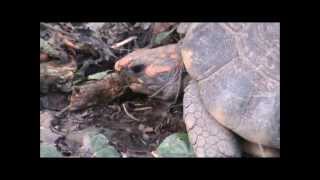 Tortue charbonnière à pattes jaunes  yellow footed tortoise [upl. by Tabb]