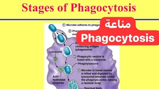 معلومة مناعية مختصرة البلعمة Phagocytosis [upl. by Trisha622]