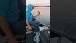 Pants down walleye fishing fishing bassfishing getitatbillandrods boating fish gofishing [upl. by Greggory]