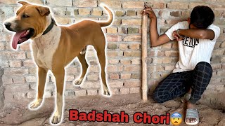 Bully Dog Badshah Chori Ho Gya [upl. by Jean-Claude]