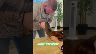 Animals Chiropractic 💚💚asmr cat dogshorts katze animals foryou help [upl. by Obed]