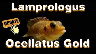 Lamprologus Ocellatus Gold Shell Dweller Cichlid [upl. by Odlonyer]