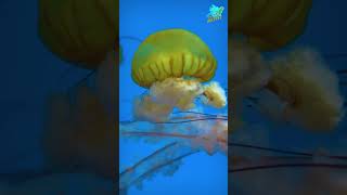 How do jellyfish sting ♓🌊shorts jellyfish [upl. by Nedra]