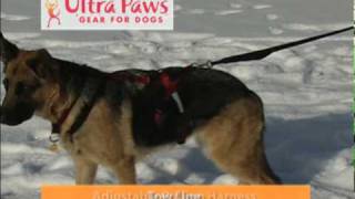 Movin Out with Ultra Paws Skijor Gear [upl. by Airrat]