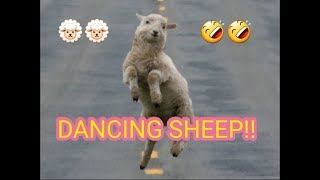 DANCING SHEEP the sheep show 🐑🐑 [upl. by Nuy]