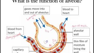 Gas exchange Part 2 Awesome alveoli adaptations [upl. by Salbu]