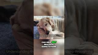 Why Do Dogs Wake Up at Night Sleep Patterns Explained dogtraining youranimals doglover [upl. by Cinamod]