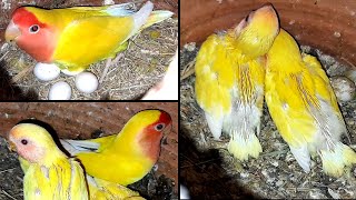 Lotino Birds Ki Behtareen Progress In Colony  13092021  UrduHindi  Lodhi Birds [upl. by Jada]