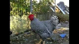 Rooster crow compilation 2x Youtube slow motion video [upl. by Hentrich]