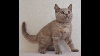 ブリティッシュショートヘアー子猫 British Shorthair 202483産まれ ライラックトーティー 女の子 シーダキャット猫のお店 [upl. by Ikceb]