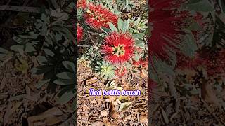 Red bottle brush plant bottlebrush brushplant redbrushplant [upl. by Aisatsana]